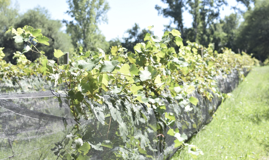 Los caminos del vino en Córdoba